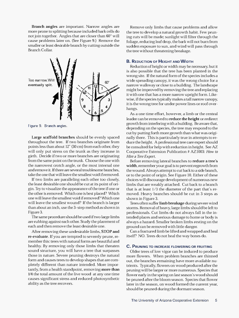 Pruning Deciduous05